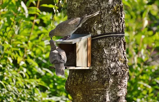 Podziel się ogrodem z ptakami, czyli jakie drzewa sprzyjają ptakom