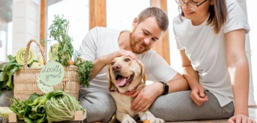Jak pies wpływa na zdrowie człowieka